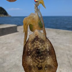 キスが釣れないので